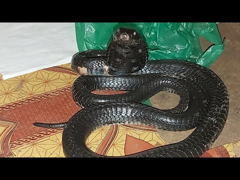 MORY SERPENT ET LE COBRA DE NGEKHOKHE QUI SÈME LA TERREUR DANS LES CHAMPS: MANGE ET MORDS LES BÉTAIL