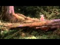 Homeward Bound 1993