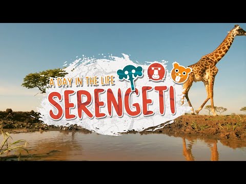 A Day In The Life Of Serengeti Animals | Serengeti II | BBC Earth Kids
