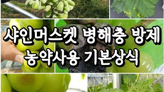 샤인머스켓 병해충방제와 농약사용 기본상식