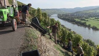 preview picture of video 'Vineyard Rainer Heil, Brauneberg - Germany HD Travel Channel'
