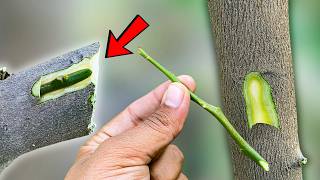 This Simple Budding Hack Converts My Citrus into a Fruit Bearing Lemon Tree Instantly