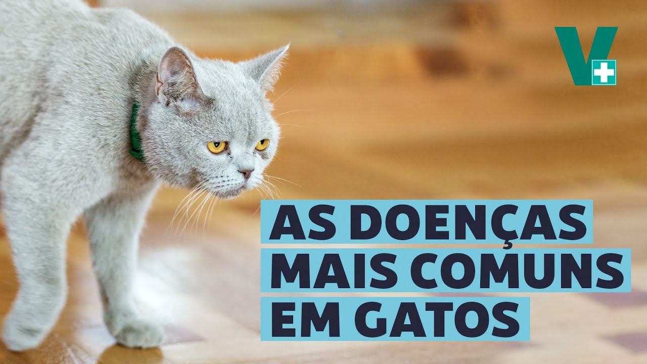 Quais doenças meu gato pode ter?