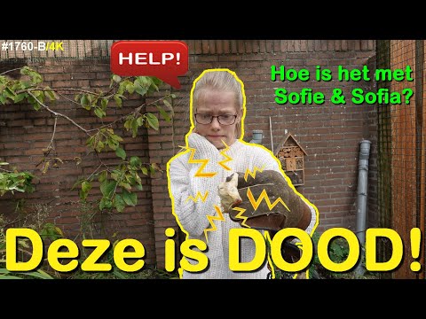 IK VIND HET DOOD ENG. Ga ik dit ECHT DOEN? Hoe gaat het met SOFIE & SOFIA #1760-B