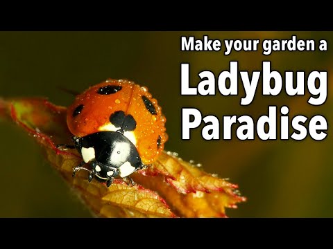 , title : 'Make Your Garden a Ladybug Paradise'