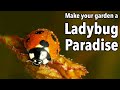 Make Your Garden a Ladybug Paradise