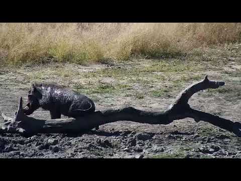 Djuma: Warthog male - 12:02 - 05/20/19
