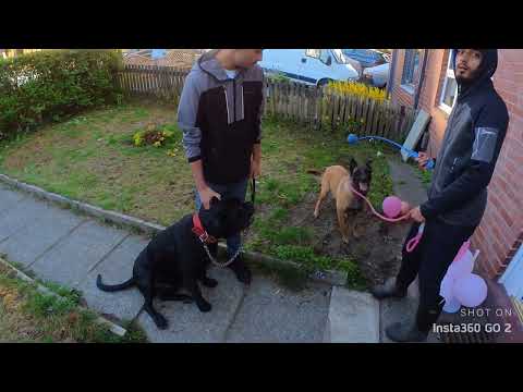 ghost lexi aqib and danyal (4)