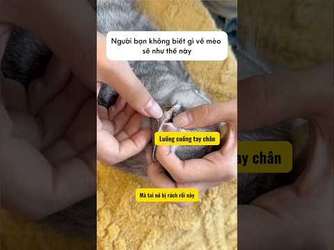 Mấy con sen lần đầu nuôi mèo chú ý dùm tui nè #thucung #mèocon #petlovers #cat