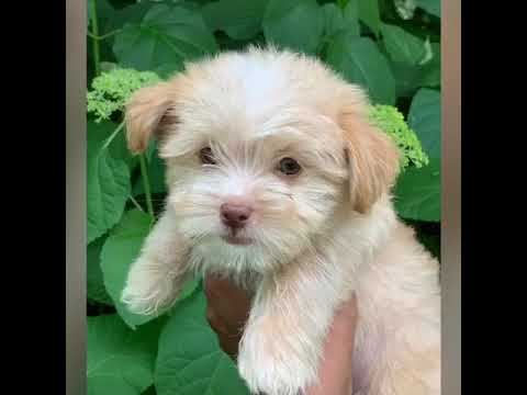 PAwFect Puppy Boutique