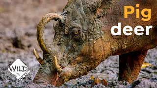 Indonesia Does Have Really Weird Pigs | Wild to Know