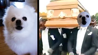 Coffin Dance Meme - Gabe the dog version