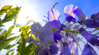 Beautiful Piano Music - Relaxing Music, Study Music, Stress Relief, Sleep Music (Travis)