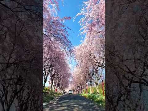 Park in Yamanashi  Shibuya Sakura Street in Tokio #sakura #japan #tokyo #walking #anime #music #rek