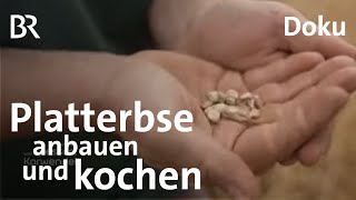 Die Platterbse in Unterfranken: Verträgt Trockenheit und schmeckt | Landwirtschaft | BR