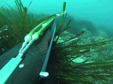 Ceka Palamida-Danilo Radunovic