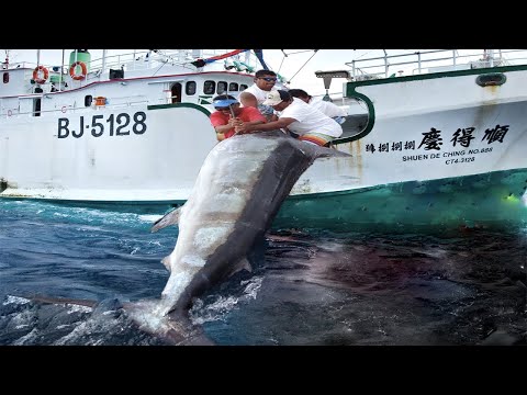 Most Satisfying Longline Fishing Swordfish Skill - Big Catch Tuna Or Marlin Strongest on The Sea