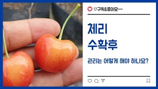 ㅡ체리재배 성공의길ㅡ   수확후 관리   다소니농원 설명