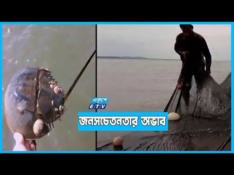 নির্মমভাবে মারা পড়ছে রাজকাঁকড়া