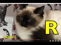 ALPHABET ANIMALS PHONICS ALPHABET SONG Part 99 CATS CATS CATS More EDUCATIONAL CHILDREN
