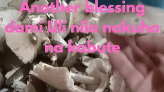Another blessing  dami  Uli nila nakuha na kabute