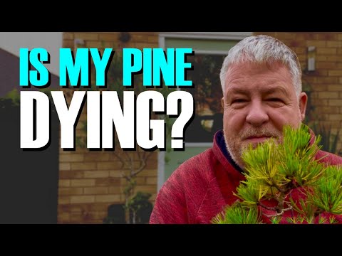 Is My Japanese White Pine Bonsai Dying? 
