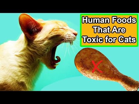 7 Human Foods that are Toxic for Cats