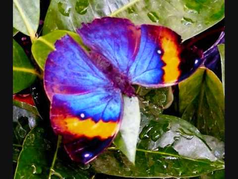 Nu-NRG - Butterfly