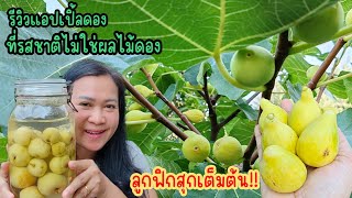 ฟิน!!​กินลูกฟิกสดๆใต้ต้น​ ได้เวลา​เปิดโหลแอปเปิ้ล​ดอง.Ep89/2025