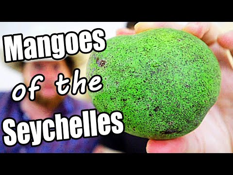 What MANGOES Are Like In The Seychelles - Weird Fruit Explorer