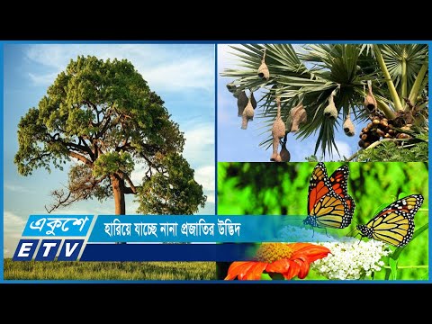 প্রকৃতি থেকে হারিয়ে যাচ্ছে নানা প্রজাতির উদ্ভিদ | ETV News