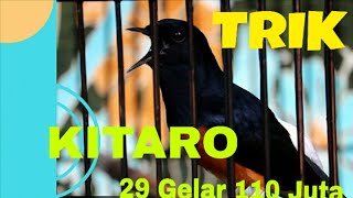 Download lagu TRIK KITARO MURAI BATU  KALAHKAN BURUNG PAK JOKOWI mp3