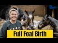 My Horse Had A Baby Indy S Birth
