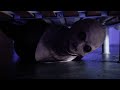 CICADA Short Horror Film