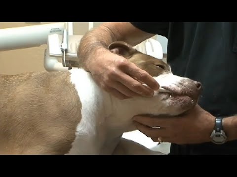 Veterinary Dentist REVEALS the BEST Preventive Measure For Clients To Perform In The Dog & Cat