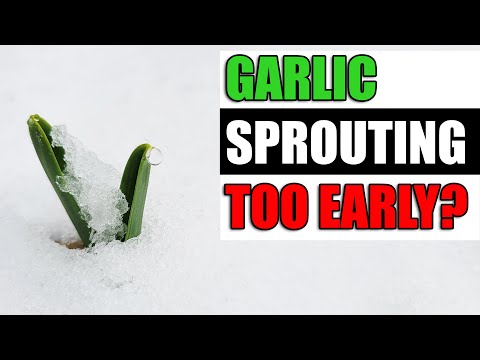 How To Grow Garlic Indoors Anytime Anywhere