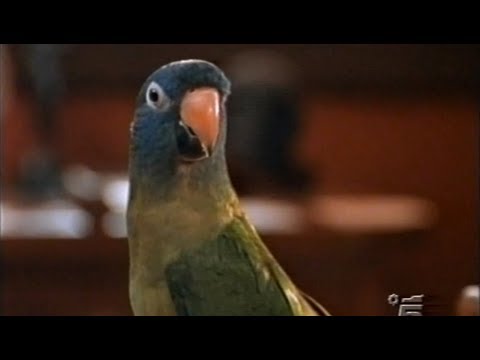 Canale 5 - Sequenza TV - 25 Aprile 2001 (4/5) #HD720/50p