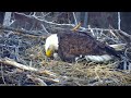 MN DNR Eagles ~ Minnesota DNR Eaglet Hatches! Welcome To The World Little One! 🐣 3.26.23