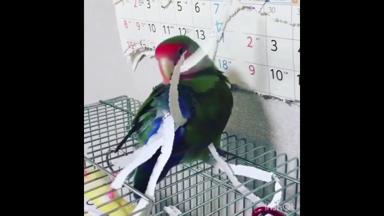 Хозяйственный попугай