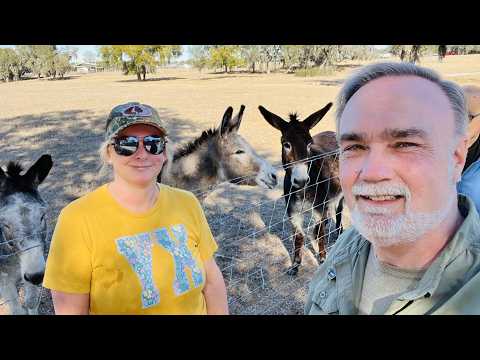 Feeding Donkeys in Florida Makes for a Good Start to the Day