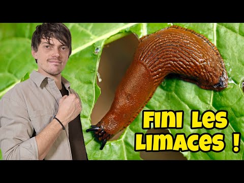 ENFIN une technique qui FONCTIONNE RÉELLEMENT contre les LIMACES et escargots