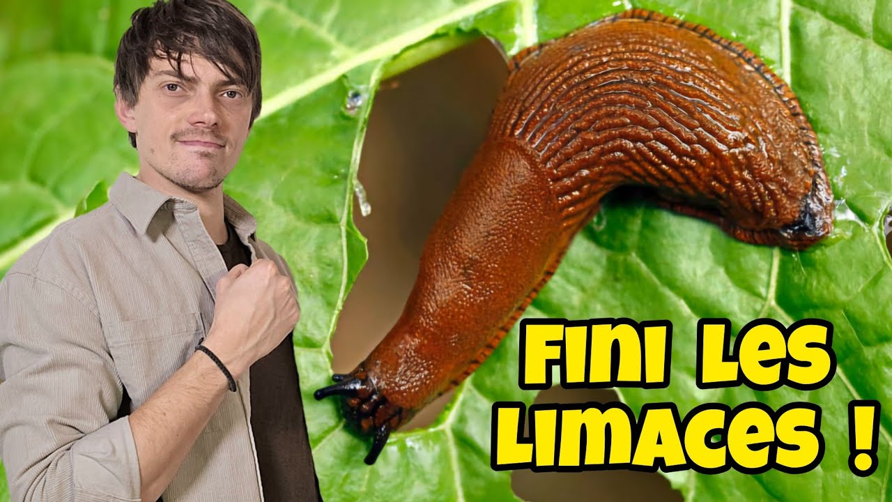 ENFIN une technique qui FONCTIONNE RÉELLEMENT contre les LIMACES et escargots