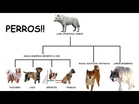 Dogs Explained in 13 Minutes