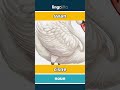 swan - cisne video thumbnail