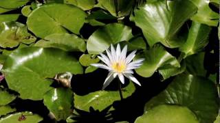 Cagliari Botanic Garden