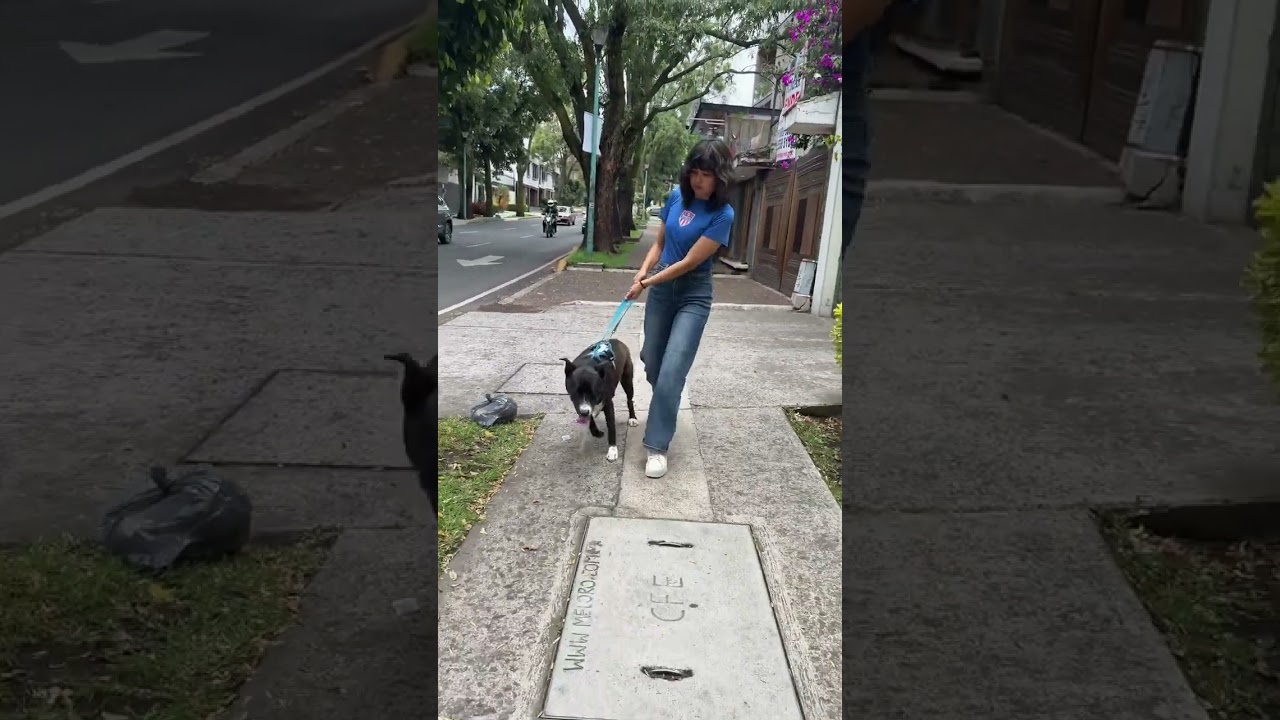 Enlarge TACO, a Adoptable mixed breed in Langley, BC video 6/6