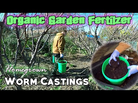 The EASIEST Way To Create, Harvest, & Utilize WORM CASTING Fertilizer At Home | Organic Gardening ♻️