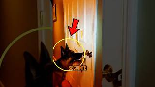 Esse cachorro salvou a vide dessa familia!