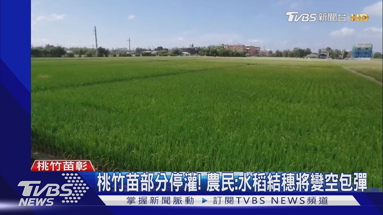 桃竹苗部分停灌！　農民：水稻結穗將變空包彈