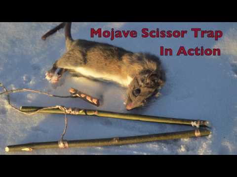 Mojave Scissor Survival Trap in Action. Catching and eating Rats. Primitive Technology Video